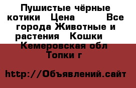 Пушистые чёрные котики › Цена ­ 100 - Все города Животные и растения » Кошки   . Кемеровская обл.,Топки г.